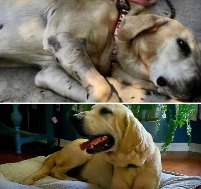 My Friend Adopted A Senior Dog That Had Been Shot In The Leg And Left To Die. These Pictures Are A Day Apart