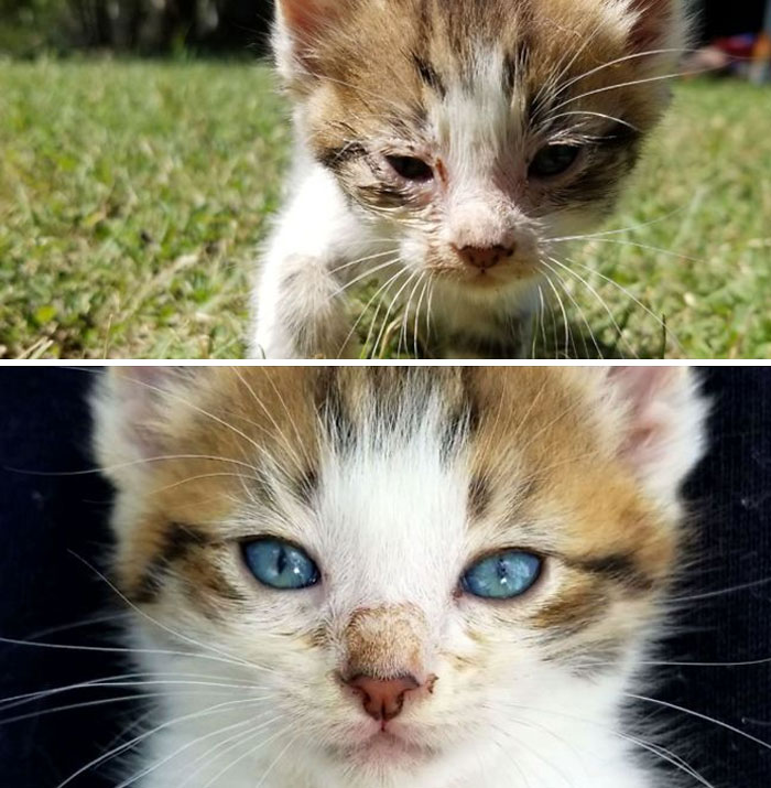 Adopted A Stray Abandoned Kitten, 5 Day Difference In His Eyes