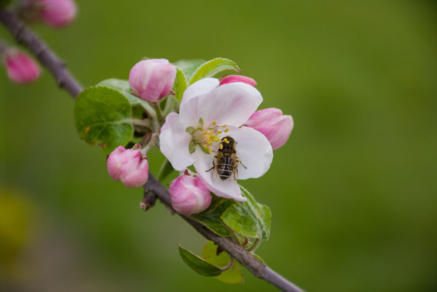 I Love Spring, I Watched Insects And Their Work.