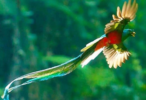 quetzal-flying-mejor-5ec2a9e8b2687.jpg