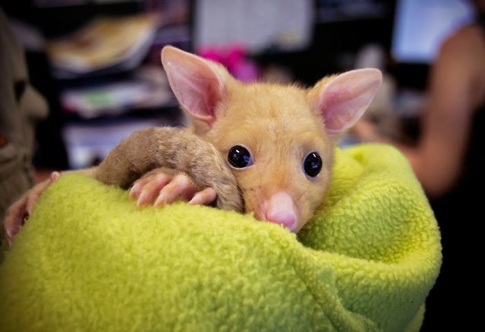 Australian Veterinary Clinic Rescues A Rare Golden Possum, People Say They Just Caught A Pikachu