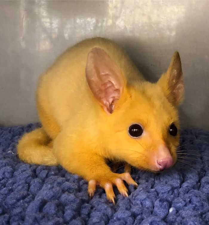 Australian Veterinary Clinic Rescues A Rare Golden Possum, People Say They  Just Caught A Pikachu | Bored Panda