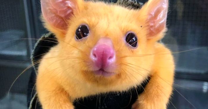 Australian Veterinary Clinic Rescues A Rare Golden Possum People Say They Just Caught A Pikachu Bored Panda