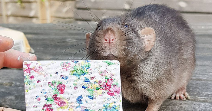 These Adorable Rats Create Miniature Paintings And Their Work Is Sold Out