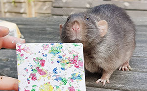 These Adorable Rats Create Miniature Paintings And Their Work Is Sold Out