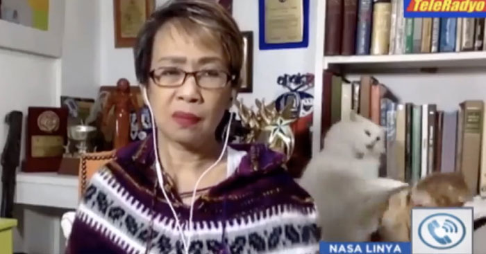 Reporter Can Barely Contain Herself After Her Cats Start Fighting In The Middle Of A Live Broadcast