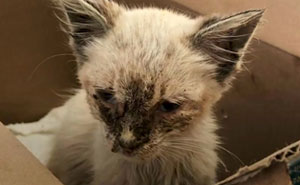 Stray Cat Is Neglected And Thrown Out Onto The Streets, But Finds A Loving Home And Blossoms