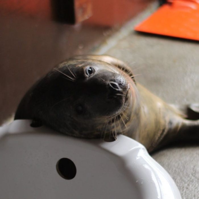 Rescued-Sea-Puppies-Seal-Rescue-Ireland