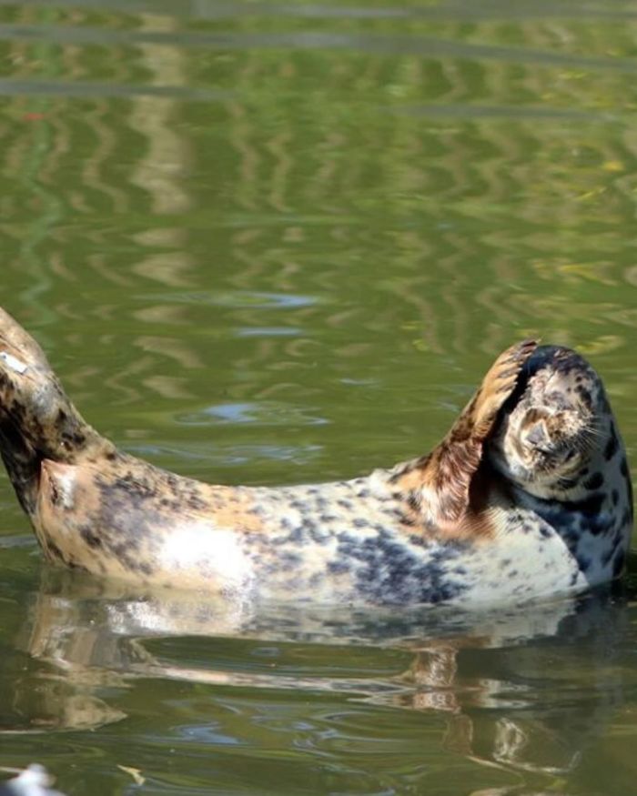 Rescued-Sea-Puppies-Seal-Rescue-Ireland