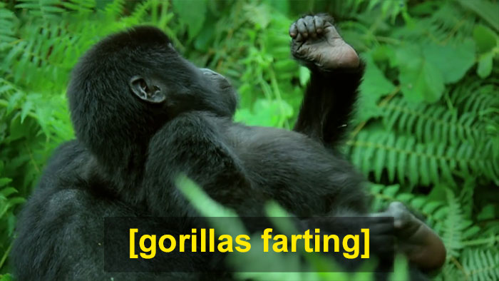 Robot 'Gorilla' Pretends To Be One Of The Pack, Captures Never Before Documented Behavior Of Singing And Farting