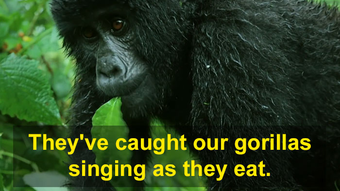 Robot 'Gorilla' Pretends To Be One Of The Pack, Captures Never Before Documented Behavior Of Singing And Farting