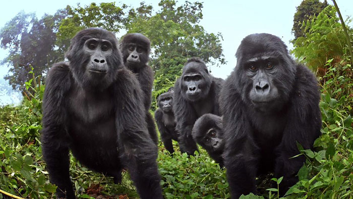 Robot ‘Gorilla’ Pretends To Be One Of The Pack, Captures Never Before Documented Behavior Of Singing And Farting