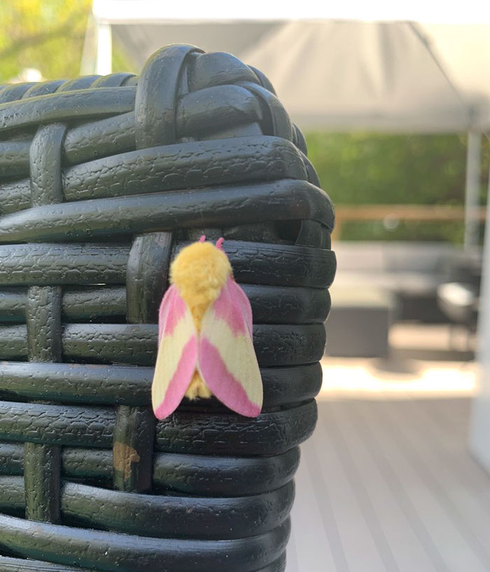 Woman Notices A Fancy Moth In Her Backyard, Turns Out It's The Cosmoth