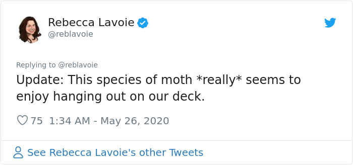 Woman Notices A Fancy Moth In Her Backyard, Turns Out It's The Cosmoth