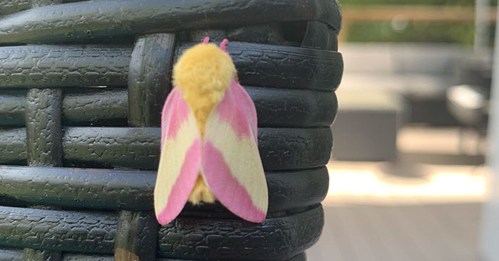 Woman Notices A Fancy Moth In Her Backyard, Turns Out It’s The Cosmoth