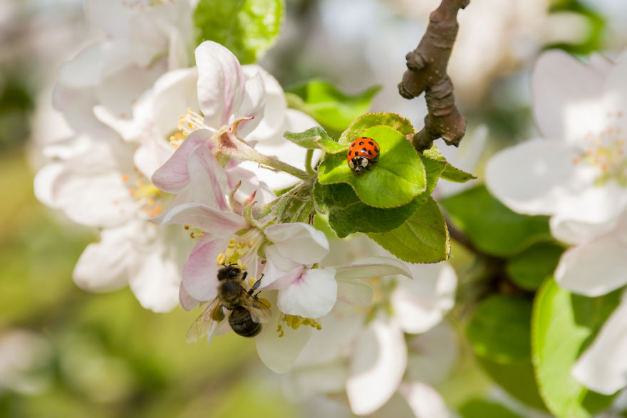 I Love Spring, I Watched Insects And Their Work.