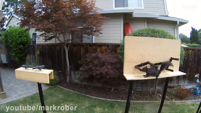Former NASA Engineer Builds The Perfect Squirrel-Proof Bird Feeder And Watches Them Battle For The Treats