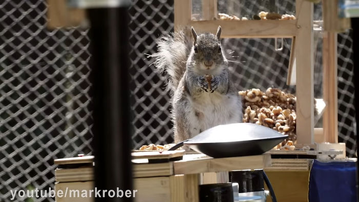 Former NASA Engineer Builds The Perfect Squirrel-Proof Bird Feeder And Watches Them Battle For The Treats