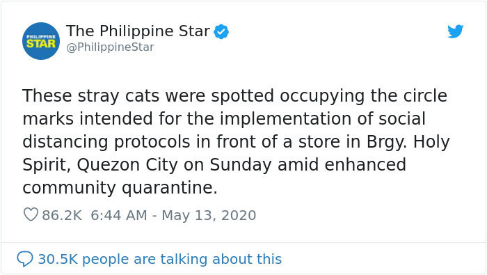 People In The Philippines Spotted Stray Cats Occupying The Circle Marks Near The Market