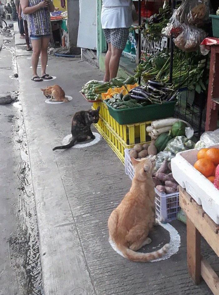 People In The Philippines Spotted Stray Cats Occupying The Circle Marks Near The Market
