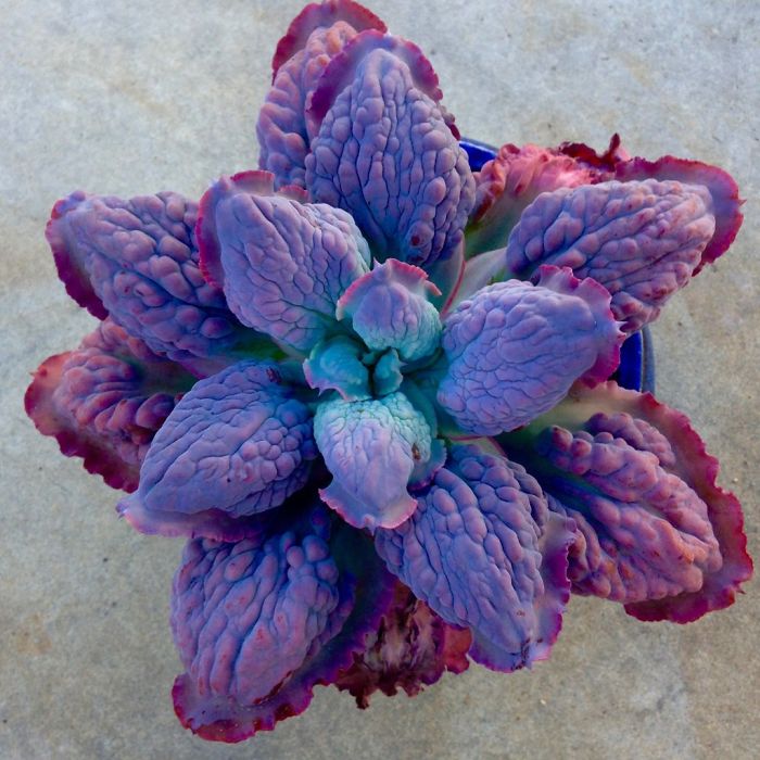 Suculenta violeta
