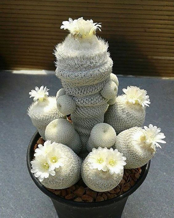 Unusual Succulent