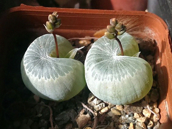 Bulbine Mesembryanthemoides