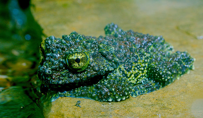 Vietnamese Mossy Frog
