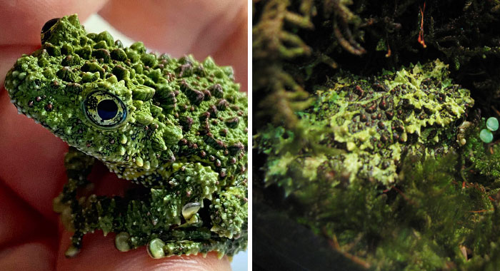 25 Photos Of Masters Of Disguise – Mossy Frogs