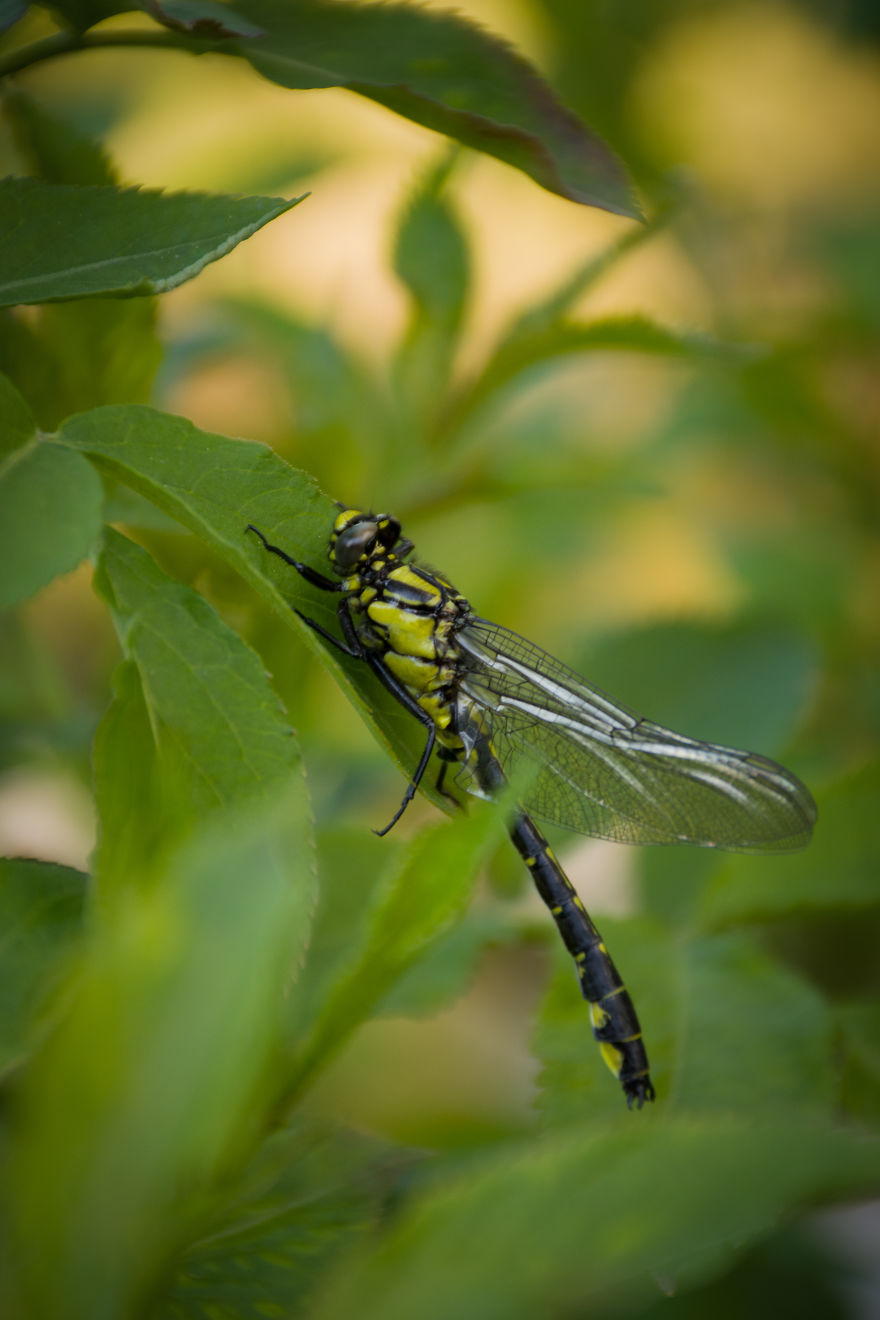 I Love Spring, I Watched Insects And Their Work.