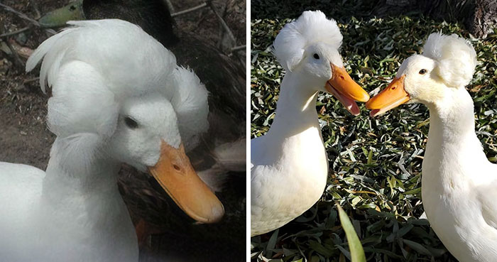 30 Ducks That Look Like 18th-Century Wig-Wearing Aristocrats