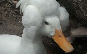 30 Ducks That Look Like 18th-Century Wig-Wearing Aristocrats