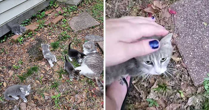 Stray Cat Brings The Woman Who’s Been Feeding Her For A Couple Of Days To Meet Her Babies