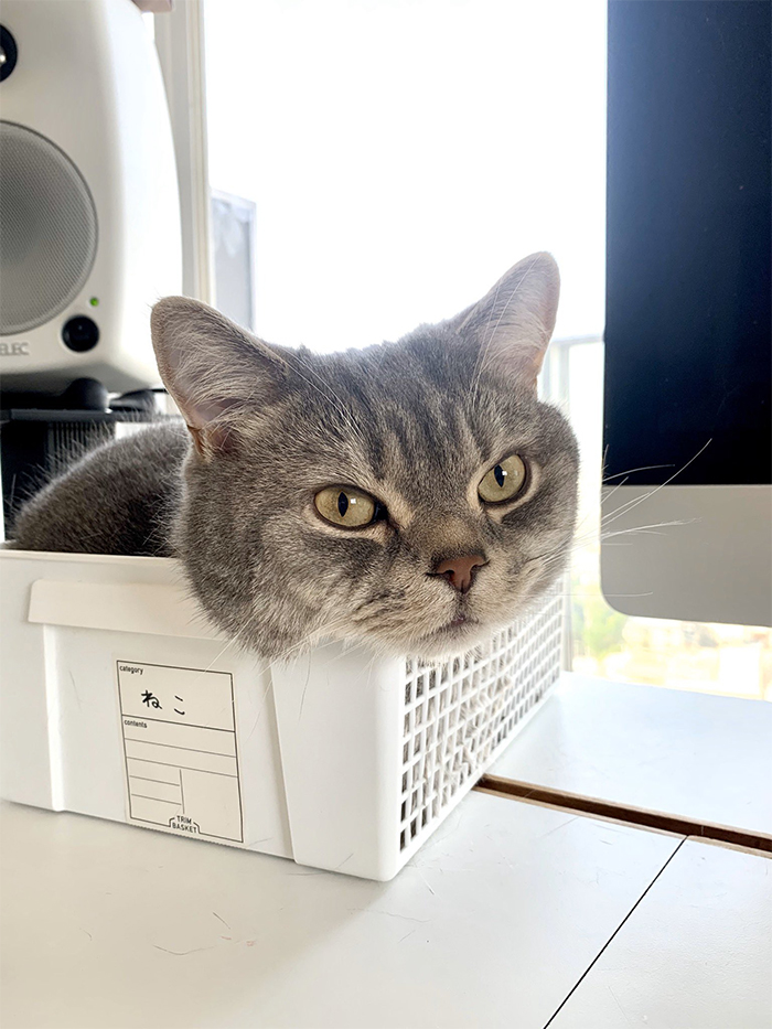 Man Trying To Work From Home Gets Constantly Interrupted By His Cat, Tricks  It Into Being Calm By Placing A Box On His Desk | Bored Panda