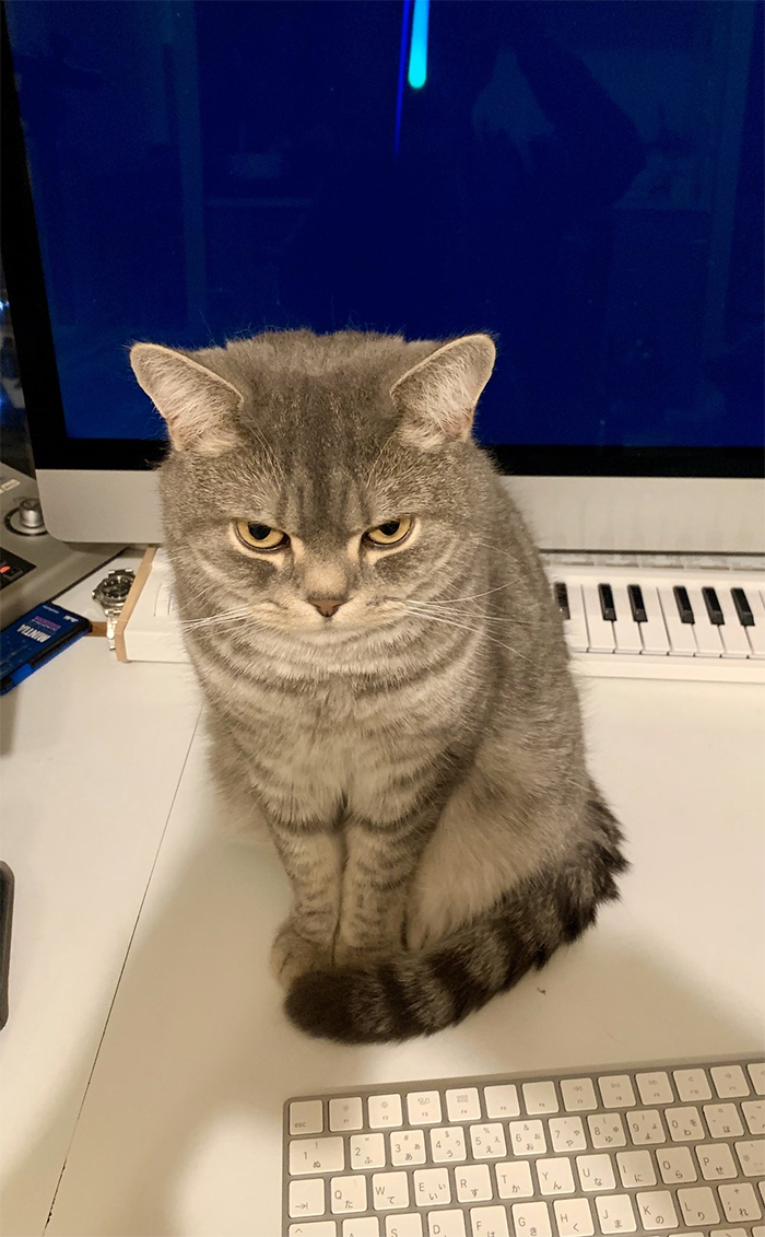 Man Trying To Work From Home Gets Constantly Interrupted By His Cat, Tricks It Into Being Calm By Placing A Box On His Desk
