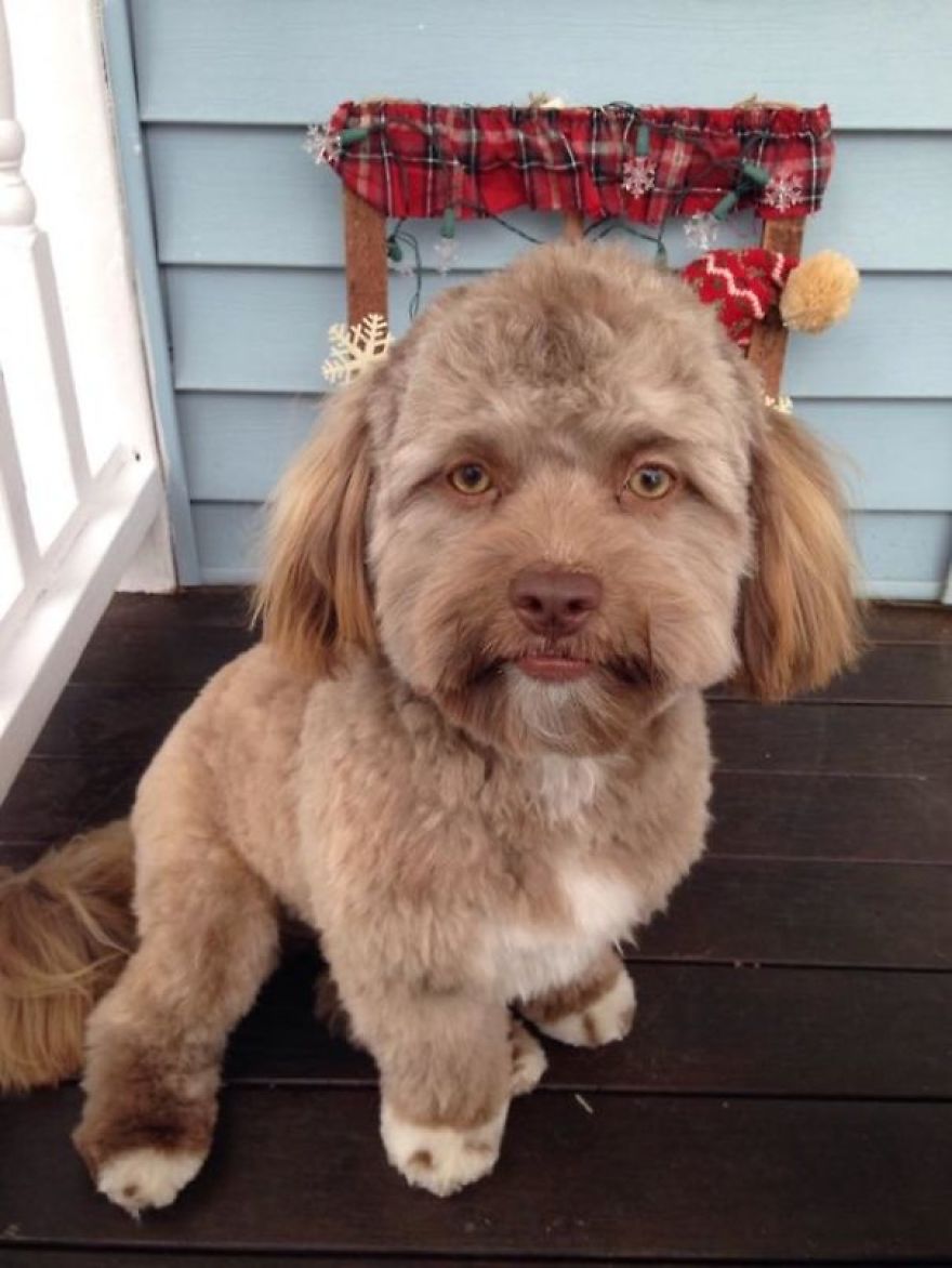 7 Adorable Dogs With Human Face