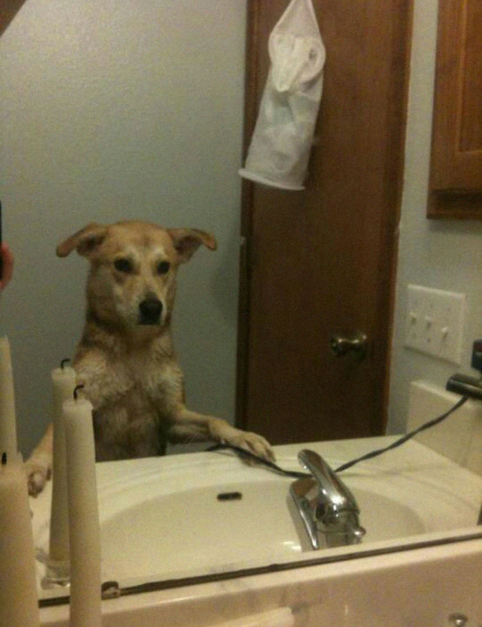 Happens After Ever Bath She Gets. She Goes To The Sink, Stands Up, Paws Down, And Looks At Herself In The Mirror.