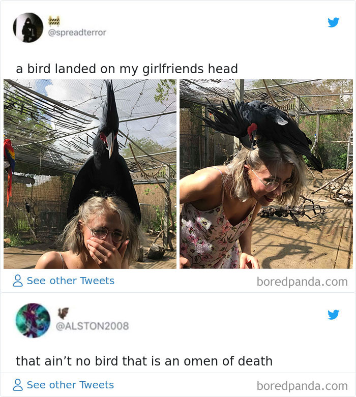 Ha aterrizado un pájaro en la cabeza de mi novia / Eso no es un pájaro, es un augurio de muerte