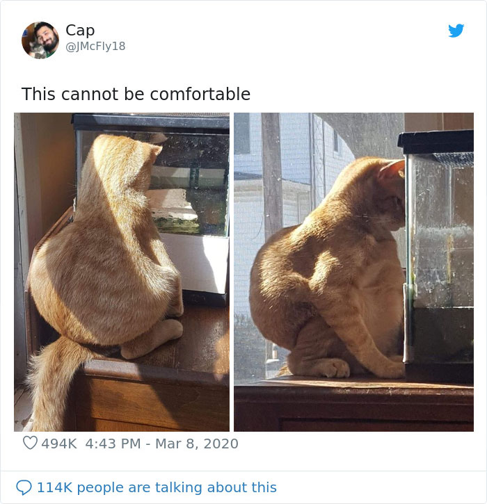 Thanks, I Hate The Way This Cat Sits