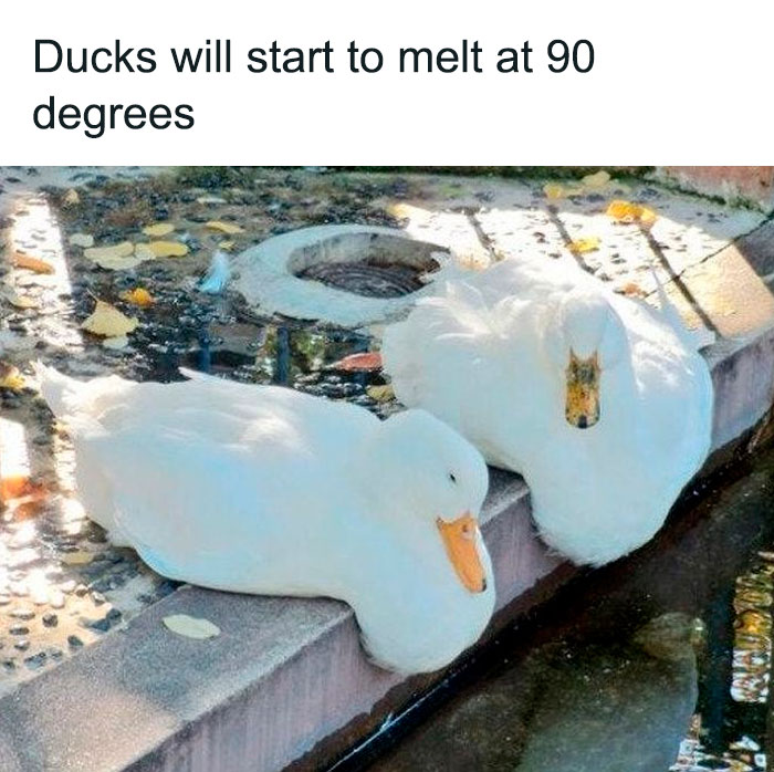 Los patos comienzan a derretirse a 32ºC