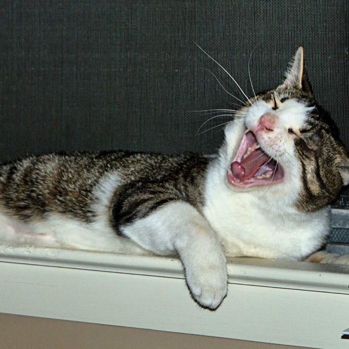 Big Yawn...