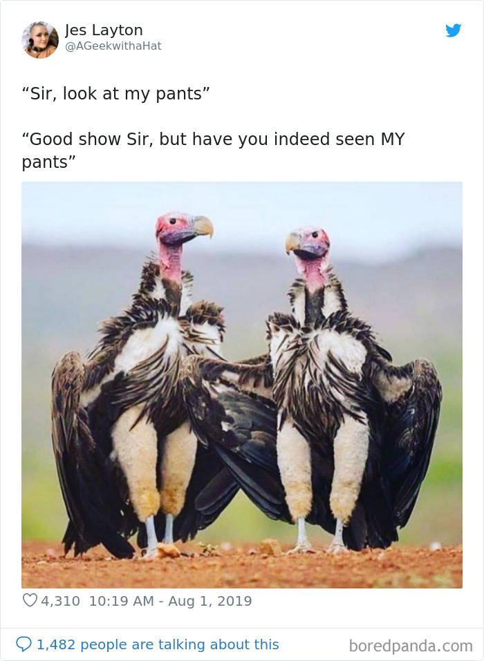 Pantaloonbirbs