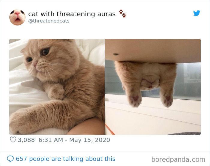 Cat-Funny-Posts
