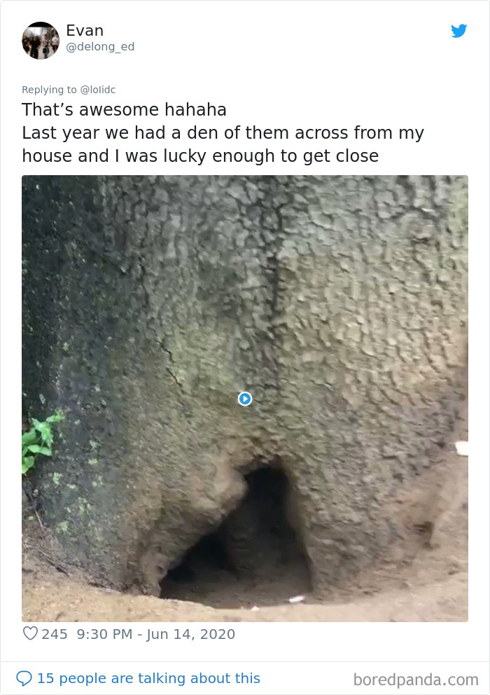 People Are Sharing Photos Of Foxes That Paid Them A Visit (13 Pics)