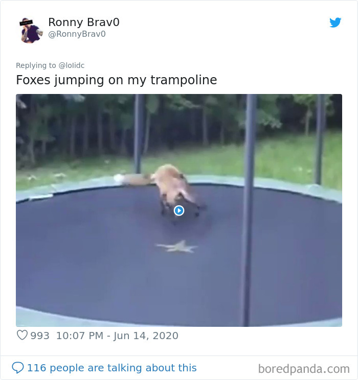 People Are Sharing Photos Of Foxes That Paid Them A Visit (13 Pics)