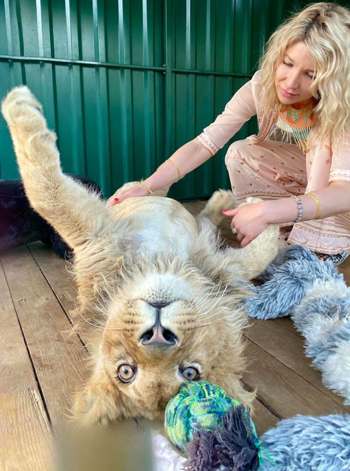 Rescatan a un cachorro de león que tenía las patas rotas para que los turistas se fotografiaran con él