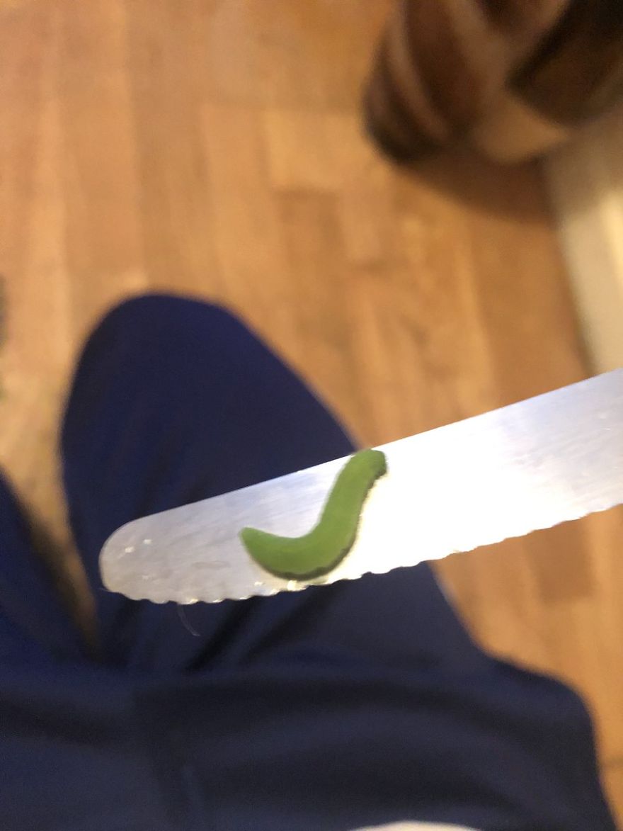 Man Found Caterpillars In His Broccoli And Let Them Turn Into Butterflies Man Found Caterpillars In His Broccoli And Let Them Turn Into Butterflies