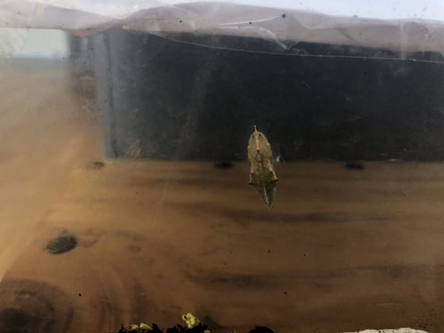 Man Found Caterpillars In His Broccoli And Let Them Turn Into Butterflies Man Found Caterpillars In His Broccoli And Let Them Turn Into Butterflies