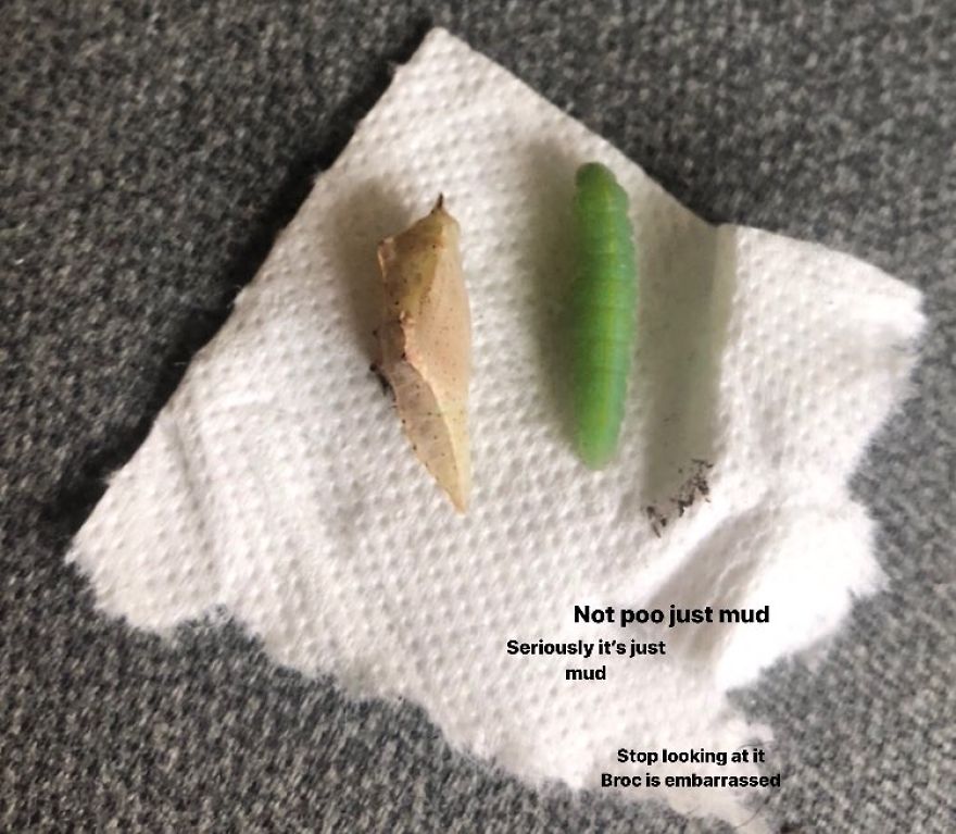 Man Found Caterpillars In His Broccoli And Let Them Turn Into Butterflies Man Found Caterpillars In His Broccoli And Let Them Turn Into Butterflies