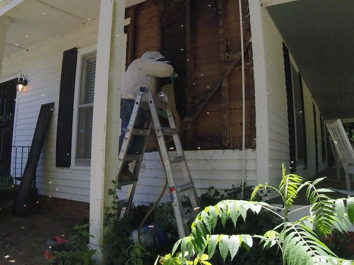Bee Relocator Posts What He Found After Removing The Outside Wall From A Client’s Home, And His Photos Go Viral